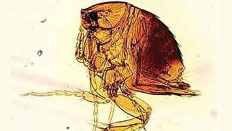 Әйелдердің дымқыл трусики порносын қараңыз Әйелдер өздерінің түкті кискаларын мастурбациялайды